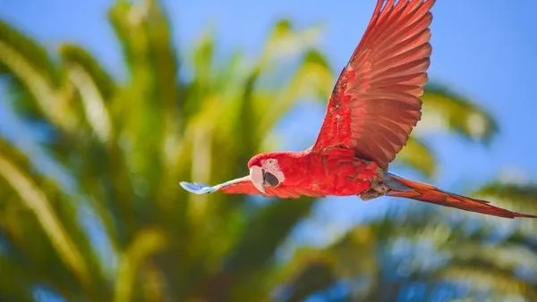 authentique-evasion-croisiere-amazonie-bresil-archipel-anavilhanas-foret-flore-peroquet-ara-rv-brasilian-dream